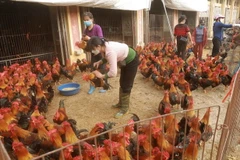 Tiểu thương chọn mua sản phẩm gia cầm tại chợ. (Ảnh: Vũ Sinh/TTXVN)