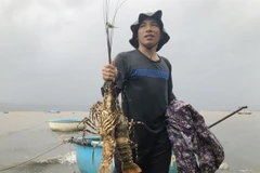 Tôm hùm nuôi của người dân ở Phú Yên chết do sốc nước ngọt. (Ảnh: TTXVN)