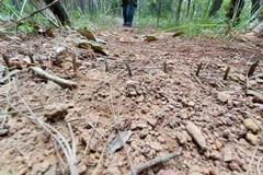 Lâm Đồng: Điều tra vụ cán bộ kiểm lâm trúng đạn chì khi tuần tra 