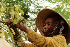 Nông dân thu hoạch hồ tiêu sớm. (Ảnh: Sỹ Tuyên/TTXVN)