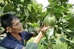 Nông dân Bến Tre chăm sóc bưởi da xanh. (Ảnh: Công Trí/TTXVN)