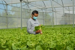 Mô hình trồng cải thủy canh. (Ảnh: Nhựt An/TTXVN)