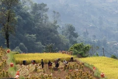 Người Cờ Lao đỏ tại xã Túng Sán thu hoạch lúa đổi công cho nhau. (Ảnh: Nam Thái/TTXVN)