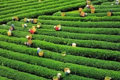 Đồi chè Cầu Đất Đà Lạt. 