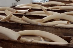 Mozambique phạt tù người săn bắn động vật hoang dã