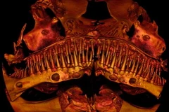 Giới nghiên cứu đau đầu vì loài cá hàm đầy răng nhọn bí ẩn