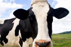 Ảnh minh họa. (Nguồn: freshlyvegetarian.com)