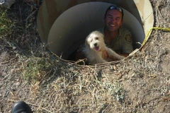 Ngược đãi thú cưng, một phụ nữ Australia bị phạt 11.000 AUD