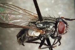 Dùng ruồi biến rác thải thành thức ăn cho vật nuôi