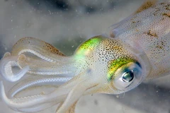 Mắt người và mắt mực có quá trình tiến hóa giống nhau