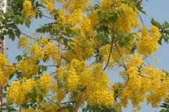 Dok Khoun báo hiệu một năm mới đang về trên đất Lào