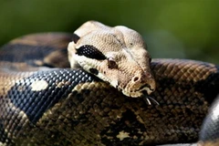 Tây Ban Nha phát hiện vận chuyển trái phép động vật quý hiếm