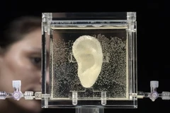 Đức: Trưng bày bản sao một bên tai của danh họa Van Gogh