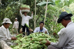 Yên Bái: Gần 1.400 ha ngô có nguy cơ mất mùa do thời tiết