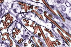Phát hiện 5 đột biến gen ở H5N1 quyết định sự lây lan