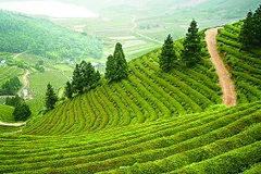 Hội nghị thượng đỉnh Cây trồng thế hệ mới tại Nam Phi