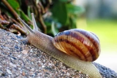 Bộ Y tế khuyến cáo không ăn ốc sên sống để ngừa viêm não