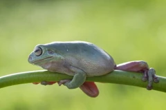 Hình ảnh độc đáo về chú ếch cây đang tập thể dục