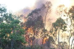 Dập tắt kịp thời vụ cháy 8ha rừng trồng tại Quảng Ngãi