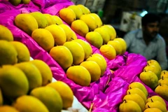 Ấn Độ đề nghị EU bãi bỏ lệnh cấm nhập xoài của nước này 