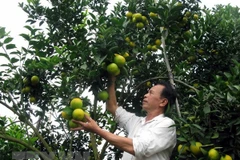 Cam Vinh tăng hơn 50% sau khi đăng chỉ dẫn địa lý được đăng bạ và quản lý… (Nguồn: TTXVN)