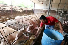 (Ảnh minh họa: Phạm Kiên/TTXVN)