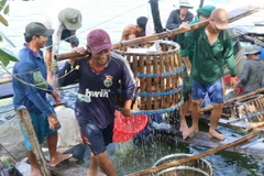 Thu hoạch cá tra ở huyện Thanh Bình, Đồng Tháp. (Ảnh: Nguyễn Văn Trí/TTXVN)