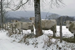 Quang cảnh vùng Allier, một trong những vùng đất quỹ đầu tư của Trung Quốc mua 900 hécta. (Nguồn: AFP/ TTXVN)