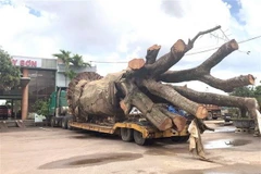 Chiếc xe vận chuyển cây siêu khủng bị lực lượng chức năng tạm giữ ở Bến xe Tây Sơn, Bình Định. (Ảnh: Nguyên Linh/TTXVN)