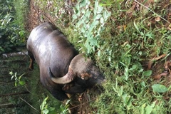 Xác định nguyên nhân cá thể bò tót chết trong khu bảo tồn ở Đồng Nai