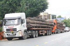 Quảng Nam: Phát hiện 4 xe container chở nhiều cây gỗ lớn không giấy tờ
