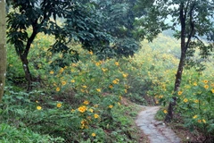 Từ cổng soát vé, đi qua những con đường dẫn vào trung tâm vườn, du khách được ngắm nhìn những dải hoa dã quỳ vàng rực ven đường. (Ảnh: Nguyễn Văn Cảnh/TTXVN)