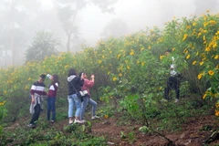 Du khách tham quan chụp ảnh tại vườn hoa dã quỳ vườn quốc gia Ba Vì. (Ảnh: Nguyễn Văn Cảnh/TTXVN)
