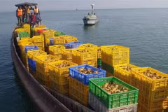 Đồn Biên phòng Trà Cổ bắt giữ đò sắt vận chuyển 50.000 con gà giống nhập lậu. (Ảnh: TTXVN phát)