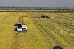 (Ảnh minh họa: Hồ Cầu/TTXVN)