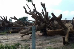 Các cây cổ thụ đang tạm giữ ở Thừa Thiên-Huế. (Ảnh: Quốc Việt/TTXVN)