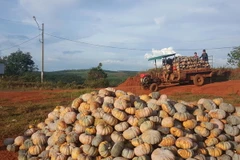 (Ảnh minh họa: Ngọc Minh/TTXVN)