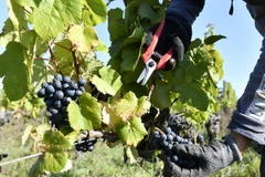 Nông dân thu hoạch nho tại một vườn nho gần Bordeaux, tây nam Pháp ngày 20/9. (Nguồn: AFP/TTXVN)