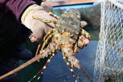 Thu hoạch tôm hùm ở Ninh Thuận. (Ảnh: Nguyễn Thành/TTXVN)