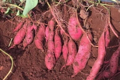 Khoai lang Nhật Bản. (Ảnh: Hồng Điệp/TTXVN)