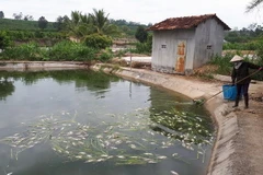 Cá chết nổi trắng mặt hồ nuôi của hộ gia đình ông Hoàng Danh Chuyền. (Ảnh: Quang Thái/TTXVN)