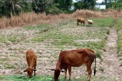 (Ảnh minh họa: Trung Hiếu/TTXVN)