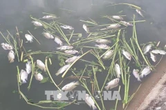 (Ảnh minh họa: Quang Thái/TTXVN)