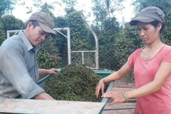 Thu hoạch tiêu. (Ảnh: K GỬIH/TTXVN)