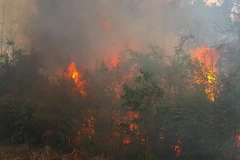 (Ảnh minh họa: Hồng Điệp/TTXVN)