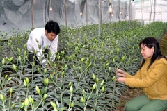 (Ảnh minh họa: Lan Xuân/TTXVN)