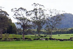 (Nguồn: stuff.co.nz)