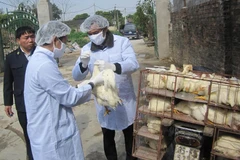 Tiêm vắcxin phòng bệnh cho gia cầm. (Ảnh: Hải Yến/TTXVN)