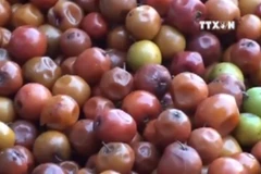 [Video] Thận trọng khi lùng mua "thần dược" hồng táo Trung Quốc