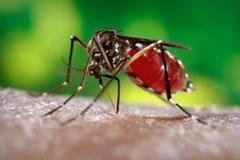 Muỗi Aedes Aegypti. (Nguồn: AFP/TTXVN)